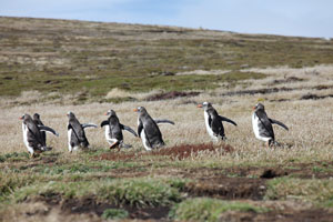 Gentoo Penguins hurrying towards colony, Falklands