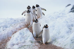 Gentoo Penguins on Walkway