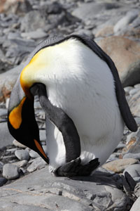 King Penguin Preening