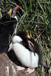 Macaroni Penguin Preening at Nest