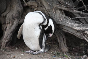 Magellanic Penguin Preening Back