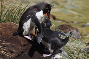 Rockhopper Penguins  Courtship