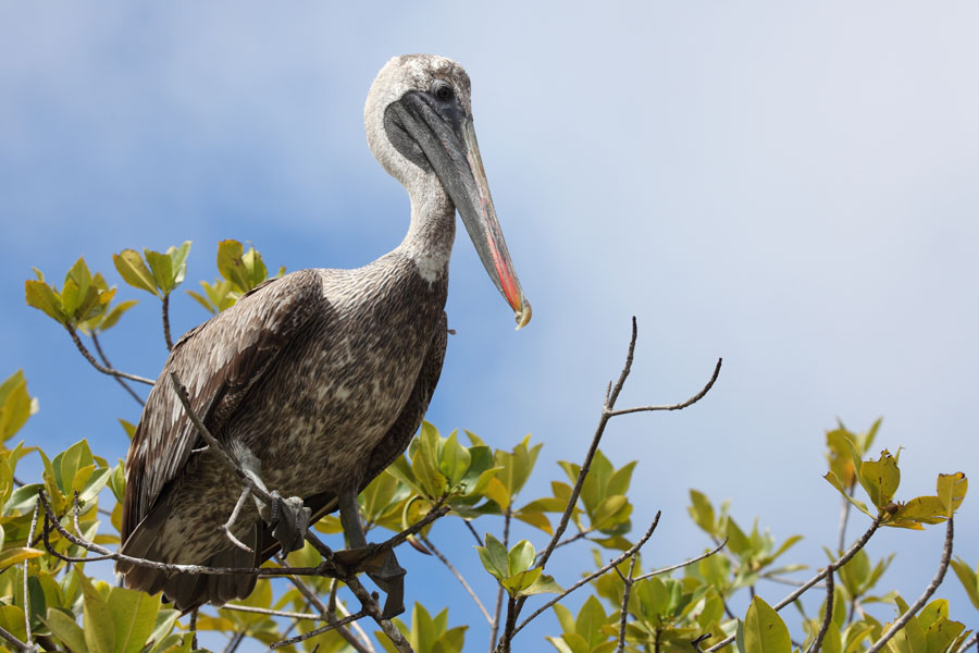 Brown Pelican in tree, Galapagos