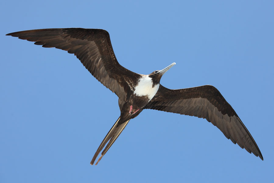 Female Frigate Bird in flight