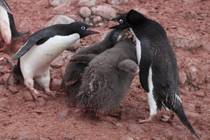  Adelie Penguins Threaten Eachother