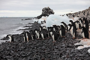 Adelie Penguins Departing to Forage
