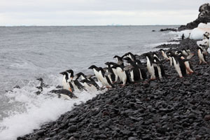 Adelie Penguins Departing to Forage