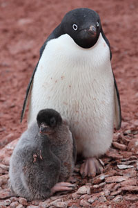 Adelie Penguin Adult Brooding Lone Chick
