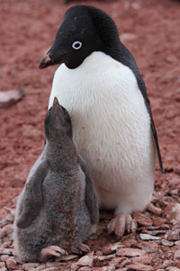 Adelie Penguin Adult Brooding Chick
