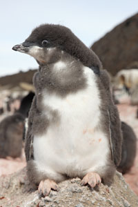 Adelie Penguin Chick Perched on Rock