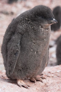 Adelie Penguin Chick