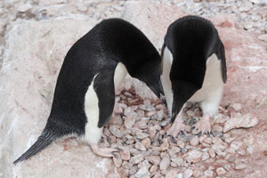 Adelie Penguins at Nest