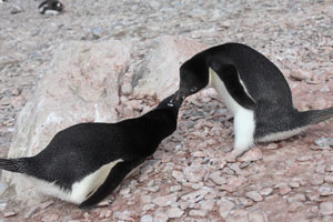 Adelie Penguins Fighting
