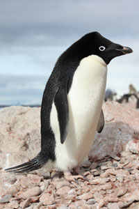 Adelie Penguins Staring With Raised Occipital Crest