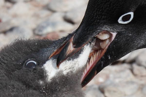 Adelie Penguin Provisioning Chick with Regurgitated Krill