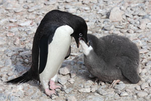 Adelie Penguin Provisioning Chick