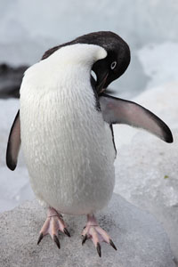 Adelie Penguin Preening