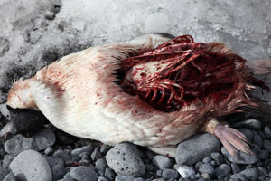 Adelie Penguin Carcass