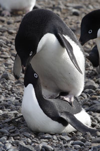 Adelie Penguins Copulating