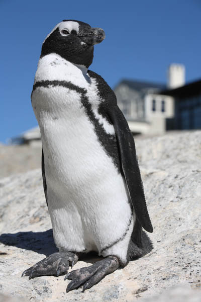 African Jackass Penguin by House