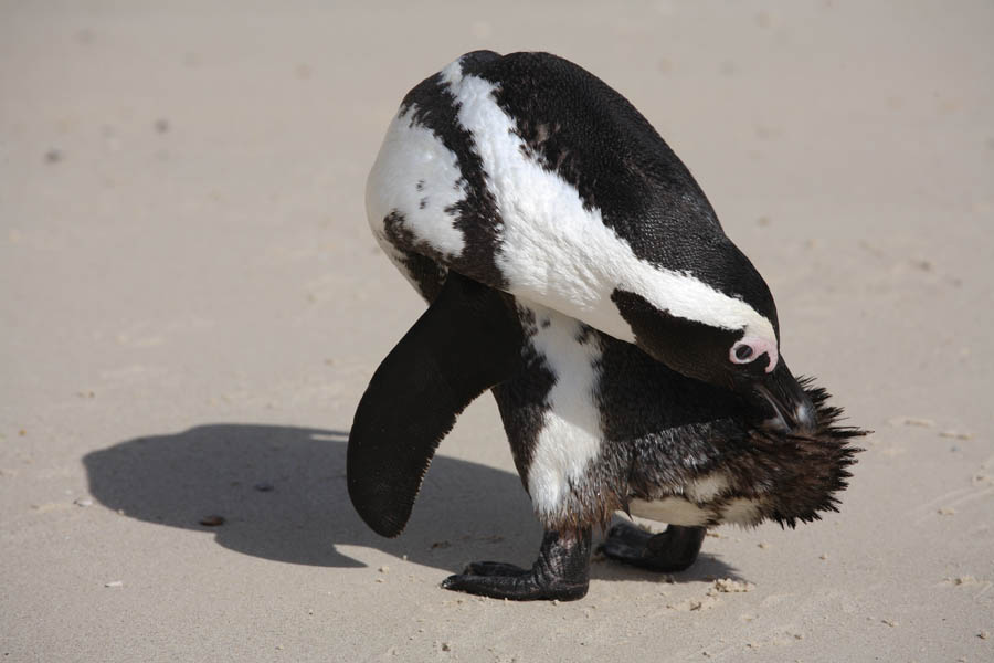African Jackass Penguins Preening