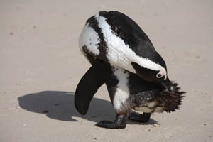 African Jackass Penguin Preening
