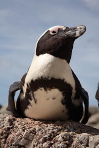 African Jackass Penguins