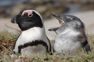 African Penguin with chick at nest