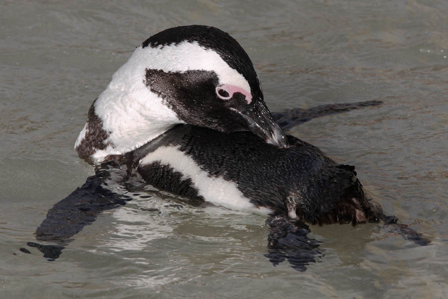 African Penguin Bathing Preening