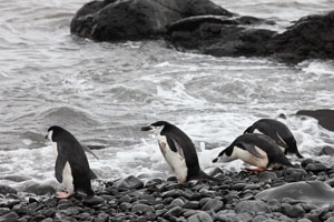 Chinstrap Penguins at beach