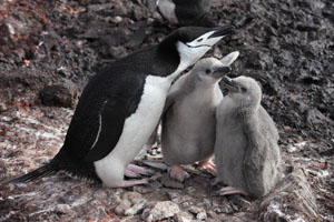 Chinstrap Penguin with chicks