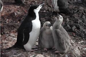 Chinstrap Penguin with pair of chicks