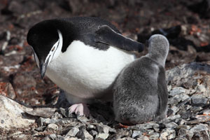 Chinstrap Penguin and chick changing positions on nest