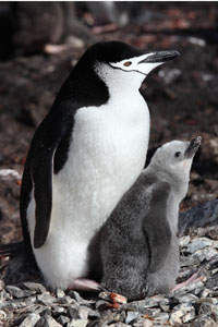 Chinstrap Penguin with chick