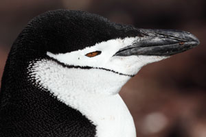 Chinstrap Penguin portrait