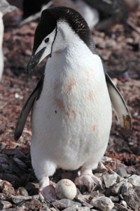 Chinstrap Penguin standing over egg