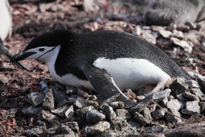 Chinstrap Penguin prone on egg