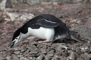Chinstrap Penguin picking up stone