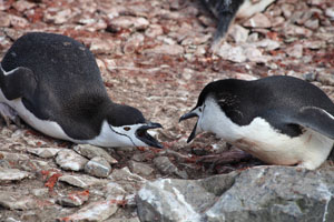 Chinstrap Penguin aggressive interaction