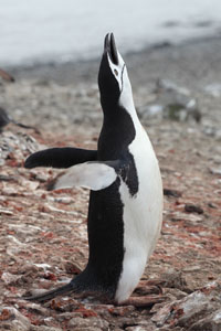 Chinstrap Penguin  ecstatic display