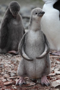 Chinstrap Penguin chick funny flipper position
