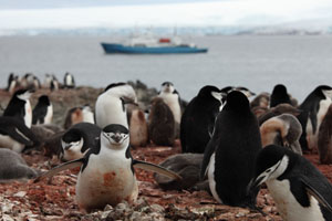 Chinstrap Penguins and ship at Hannah Point