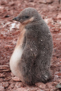 Fat Chinstrap Penguin chick after feeding