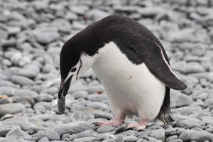 Chinstrap Penguin carrying stone