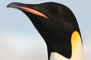 Emperor penguin portrait