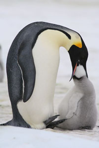 Emperor Penguins feeding chick