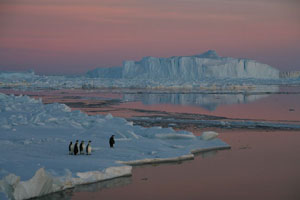 Emperor Penguins sunset iceberg pink sky