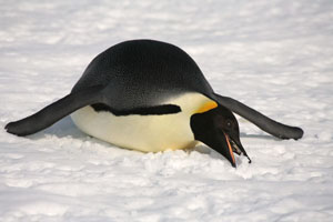 Emperor Penguin eating snow