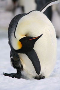 Emperor Penguin preening