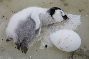 Emperor Penguin dead chick egg